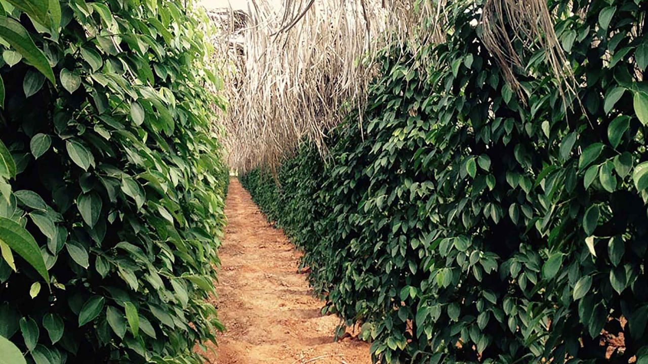 https://gift.utamaro-pepper.com/_wp_/wp-content/uploads/2019/12/farm-main-1280x720.jpg
