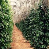 https://gift.utamaro-pepper.com/_wp_/wp-content/uploads/2019/12/farm-main-160x160.jpg